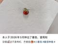 “本人于2026年5月种出了番茄，望周知”
