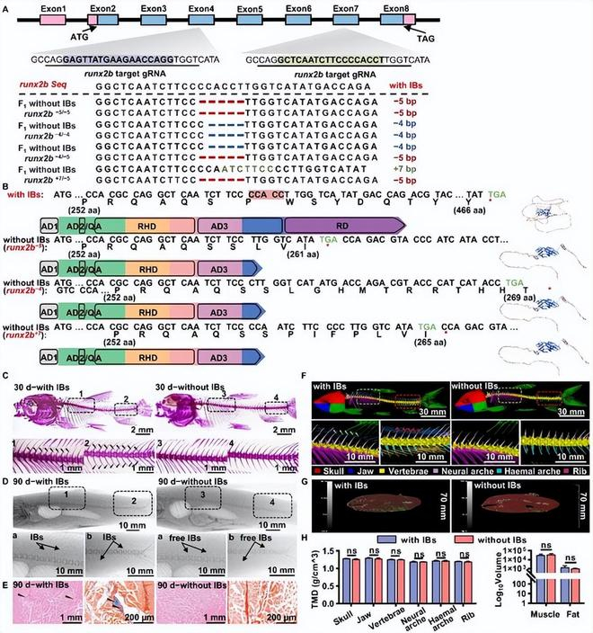 （来源：https://link.springer.com/article/10.1007/s11427-025