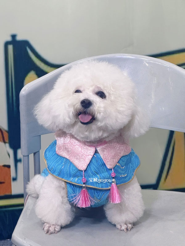 狗狗上身照