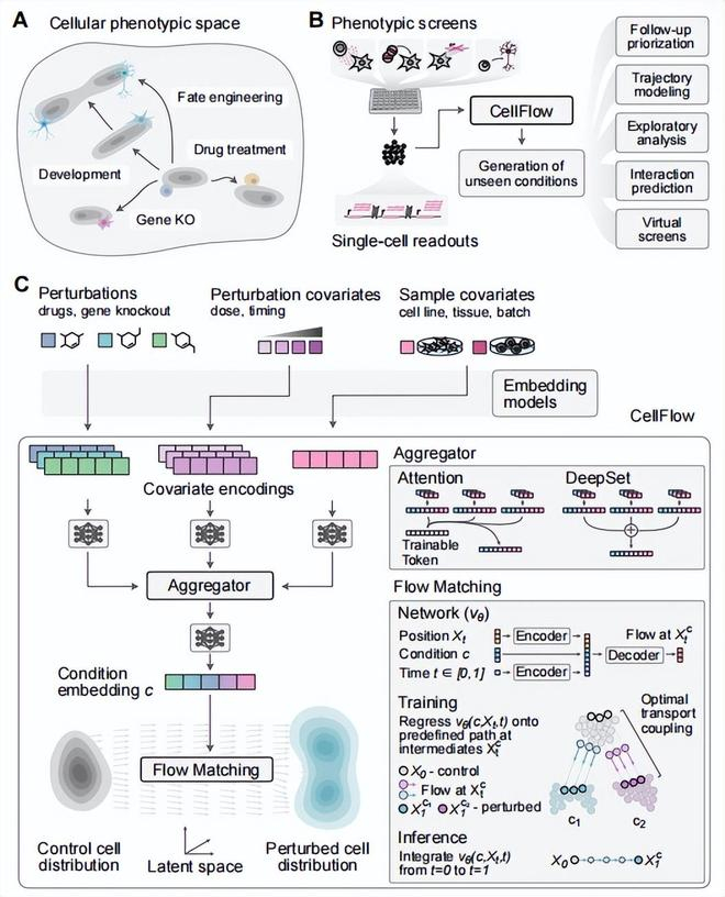 图丨一种用于探索细胞表型空间的工具 CellFlow（来源：bioRxiv）