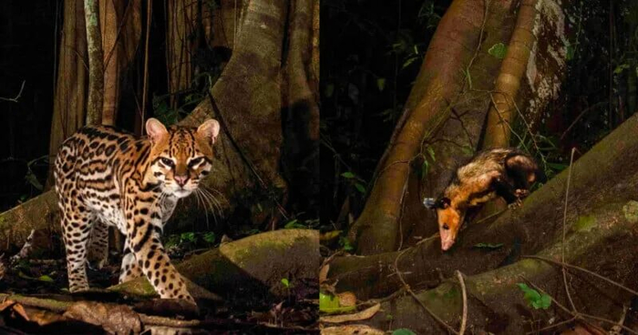 虎猫与负鼠。图片来源：Wikipedia by Alex Satsukawa