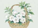 花寄廉语丨茉莉花：素蕊凝香 清雅自持