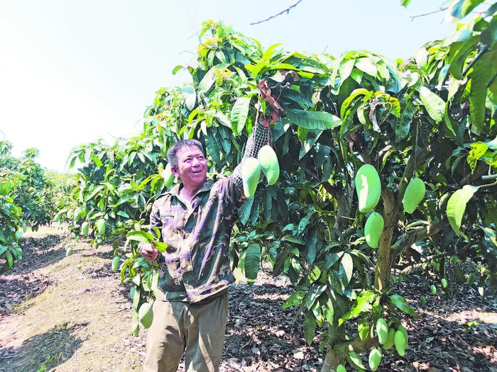　　在田阳区百育镇九合村的芒果种植地，果农欣喜地展示着挂满枝头的芒果。□何瑞瑞 摄
