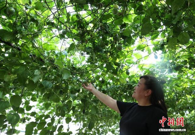 5月31日，市民在宁夏银川市贺兰县一百香果种植基地体验采摘乐趣。中新社记者 于晶 摄
