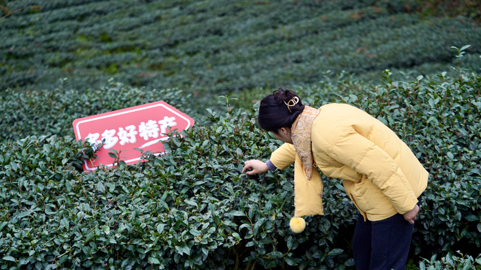 ▲“2026多多好特产”将继续加大对农货的扶持力度，持续助商惠农。（摄影 乐杏）