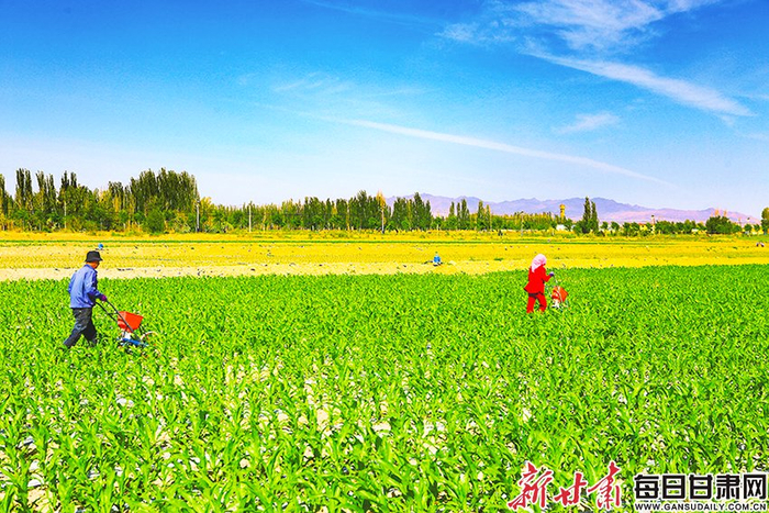 　　5月30日，在嘉峪关市新城镇长城村甜食玉米种植基地，种植户抢抓农时开展人工追肥作业。 新甘肃·甘肃经济日报通讯员 马玉福 摄