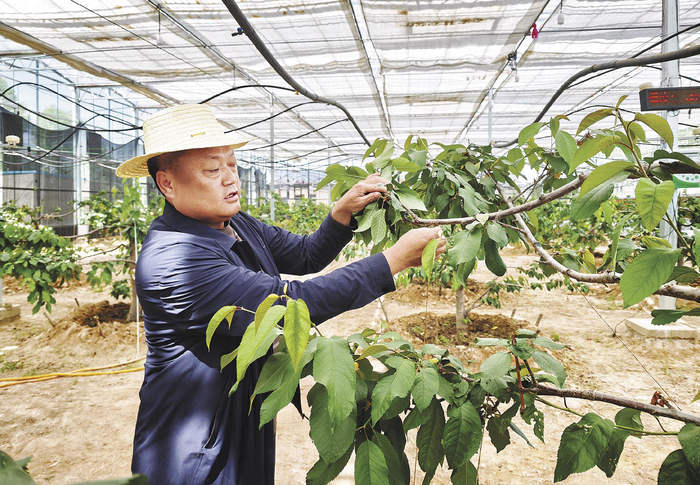 崇尚峰为樱桃树“塑形”。本报记者 顾植霞 摄