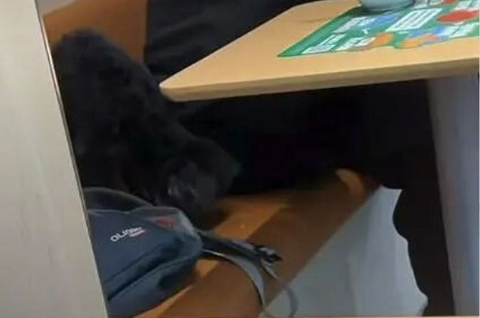 宠物狗被放在椅子上进食
