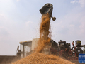 “90后”女农机手的“三夏”抢收生活