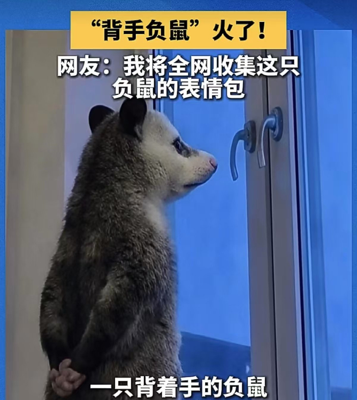 ▲这几天，很多人的聊天软件都被一个外形有点像老鼠的动物“承包”了。图/中国日报