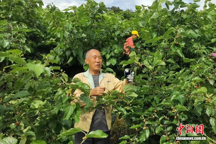 工人在桑葚园里给果树打顶。受访者 供图