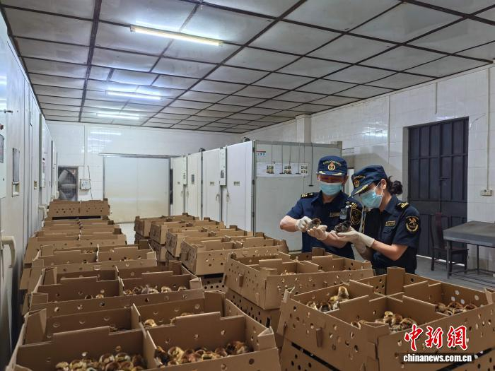 黄埔海关关员到关区供港活鸡饲养场对一批准备供港的鸡苗进行现场监装。　王燕梨 摄 