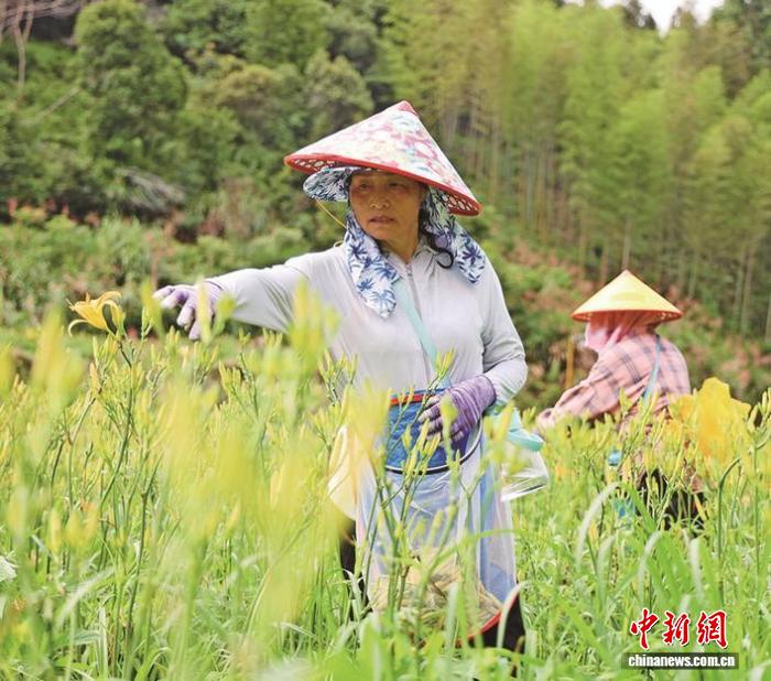 村民在采摘黄花菜。邓玲娟摄