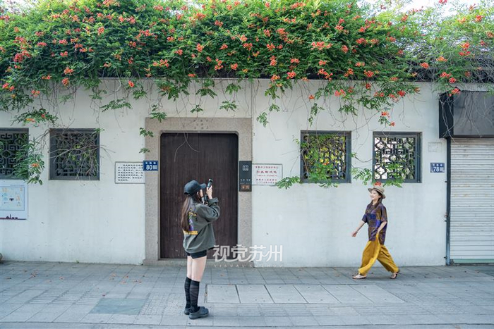 常熟引线街沈宅凌霄盛放 摄/