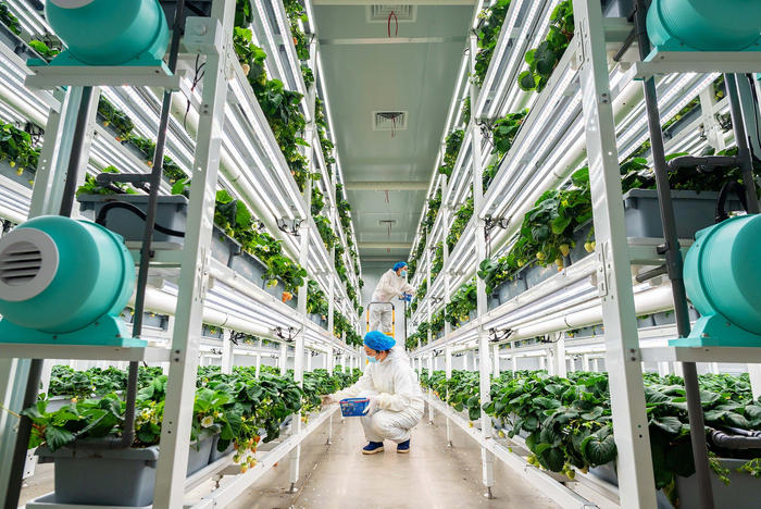 呼和浩特：高效“植物工厂”助力农业种植  培育精品“智慧菜”