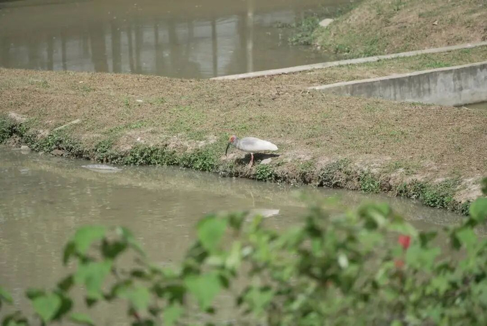 朱鹮正在觅食