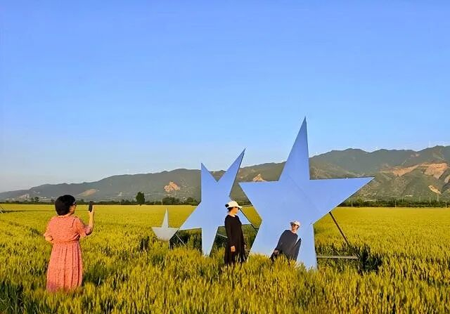 ▲曲村网红麦田吸引游客前来拍照打卡 