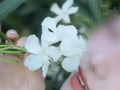 女子拍照时沾到夹竹桃花粉中毒过敏：为何有毒还要大规模种植