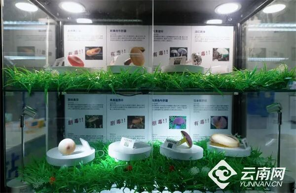 云南大学附属医院院内展示的有毒野生菌