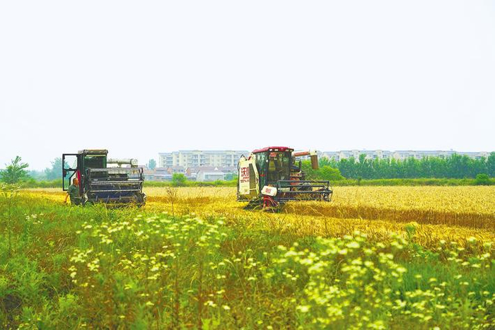 随县新街镇自动收割机作业。（湖北日报通讯员 杨金玉 摄）