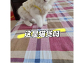 “0元领养猫咪”？记者调查：大批养猫爱好者遇捆绑消费，误入“宠物贷”圈套，或被迫分期高价订购宠物粮，或领养带病幼猫