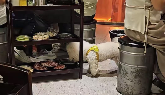 宠物狗偷吃顾客餐食，无人制止