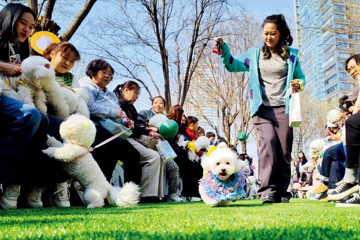 2024年4月，天津市和平区“宠物友好乐园”内，百余只小狗随主人一起游玩。摄影：佟郁
