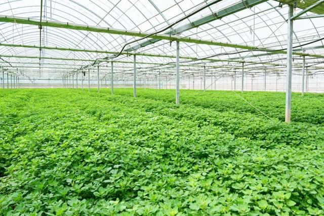 图 / 木然农场藜麦菜种植大棚 
