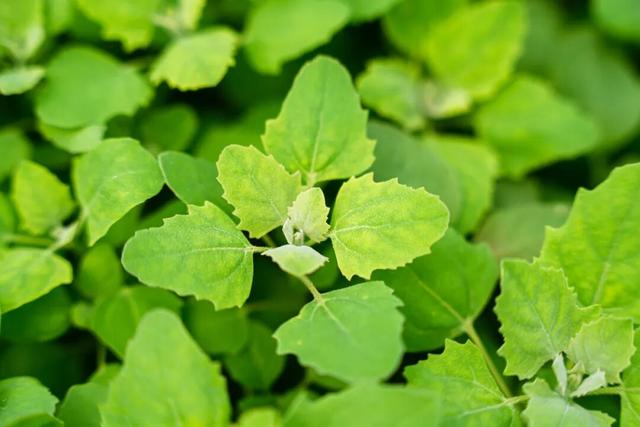 图 / 木然农场种植的“沪藜1号”菜用藜麦 