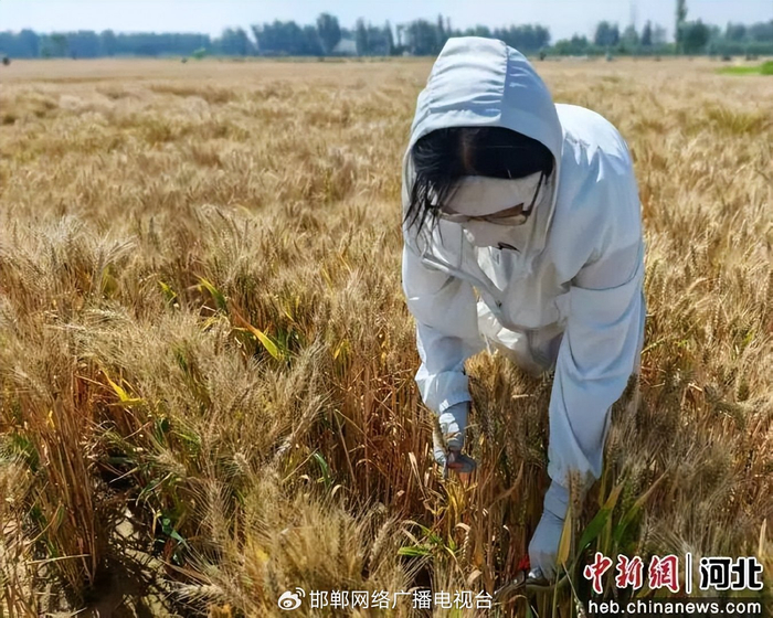 图为中国农业大学的学生正在手剪麦穗。 苑卉鑫 摄 图片来源：中国新闻网