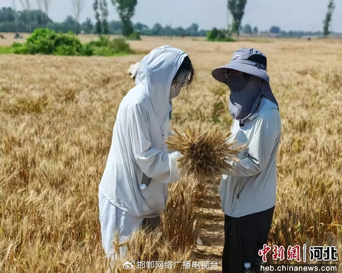 图为中国农业大学的学生正在对收割的小麦进行取单穗。 苑卉鑫 摄 图片来源：中国新闻网