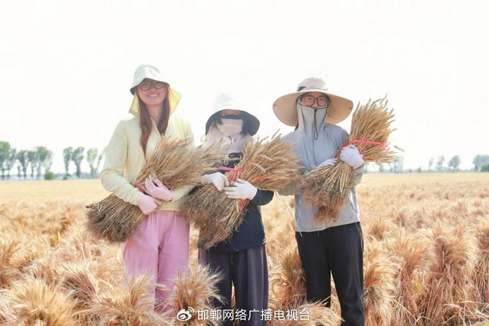 中国农业大学学生为小麦打捆。 陈子平 摄