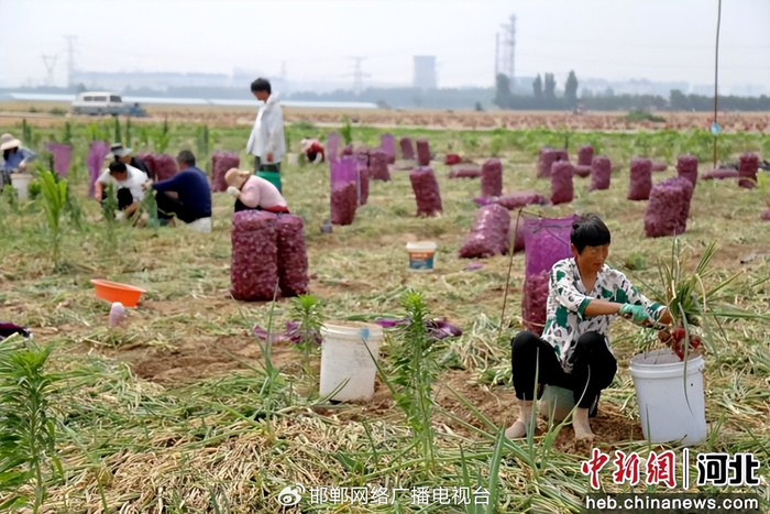 图为农户们分工协作采收洋葱。 郭江鹏 摄