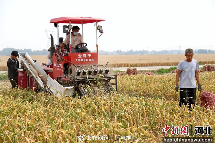图为大蒜收获机在收割大蒜。 郭江鹏 摄