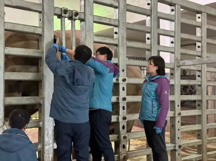 饲养员为八莫体检