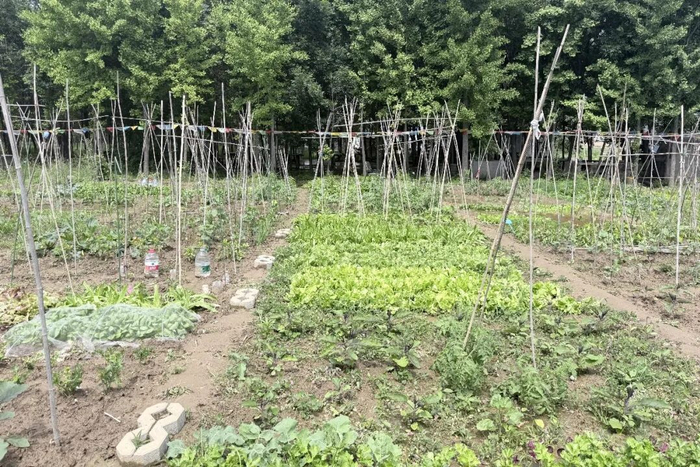 ▲绿嘉园生态农场的共享菜园