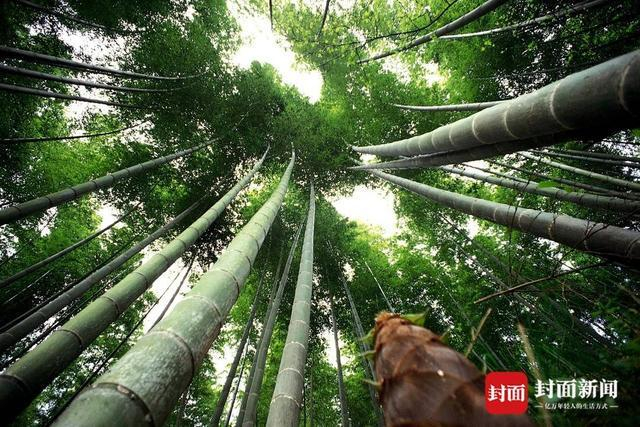 竹园村的竹林郁郁葱葱。曾业 摄