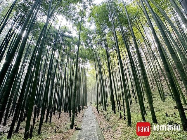 大竹县朝阳乡竹园村的竹林。曾业 摄