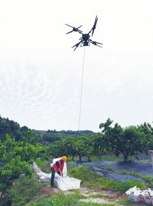 工人正在利用无人机运送水蜜桃。杨博 摄