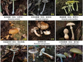 云南一主任医师吃菌子中毒，产生“看见小人”幻觉，连续两天失忆，专家提醒