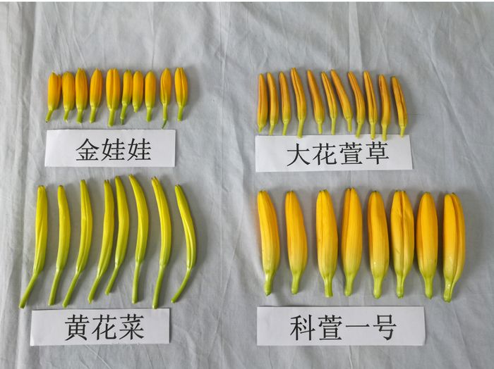 4种萱草花蕾形态特征图