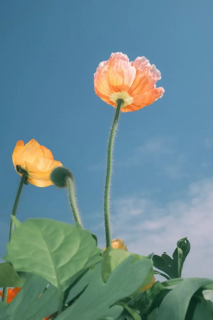 敏感和惶惑是天赋