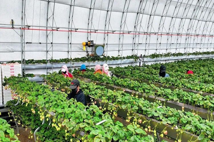 突泉县推动草莓产业发展。孙贺 摄