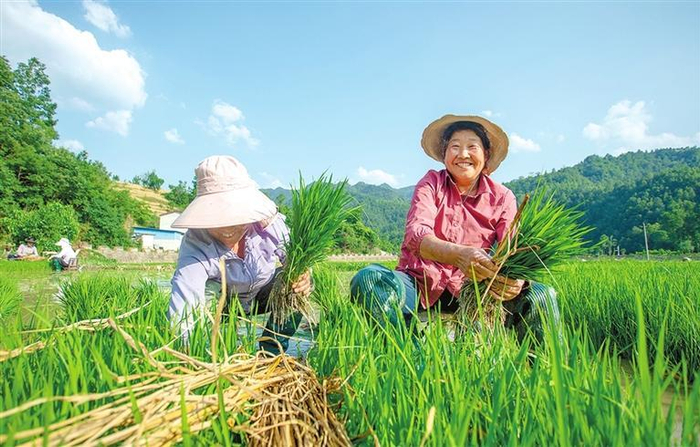 6月5日，康县大南峪镇新街子村村民在田间起苗。 陇南日报通讯员 郭 林 摄