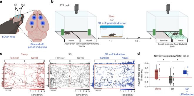 （来源：DOI: 10.1038/s41593-026-02318-9）