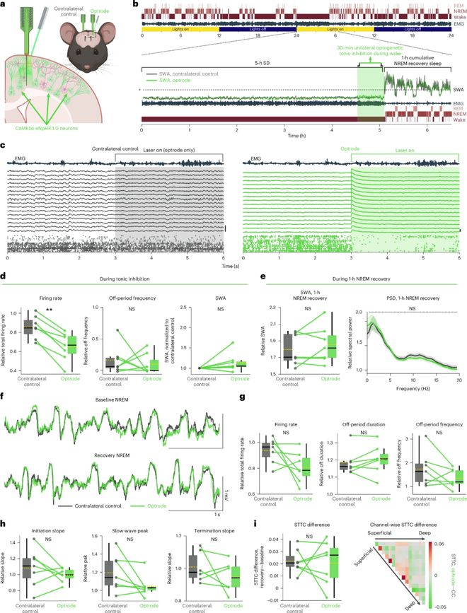 （来源：DOI: 10.1038/s41593-026-02318-9）