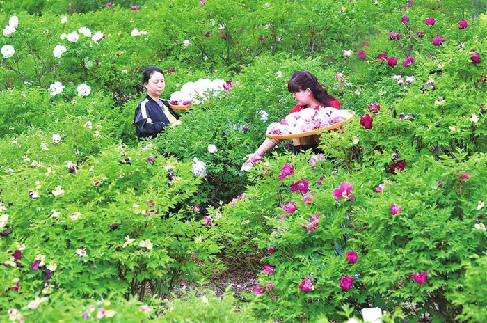 花农采收牡丹花。兰州新区报记者祁瑞龙　摄