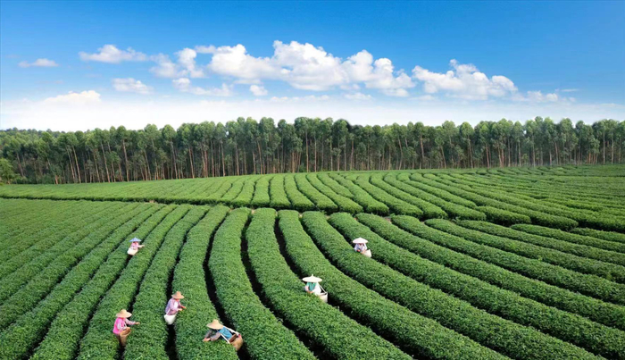 茗上茗茶园。茶园供图