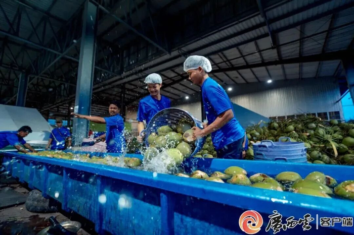 繁忙的泰国椰青加工厂。广西商务厅供图
