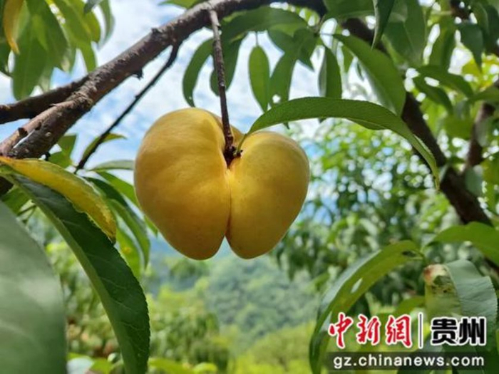 果大饱满的果子